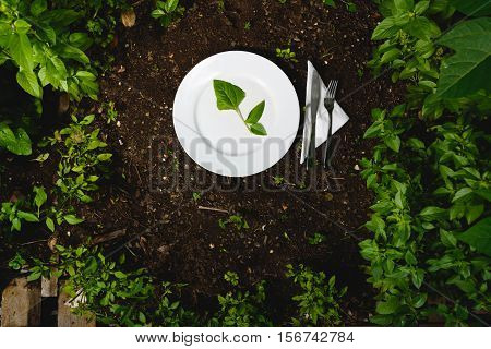 White plate with green leaf. Food from the garden.