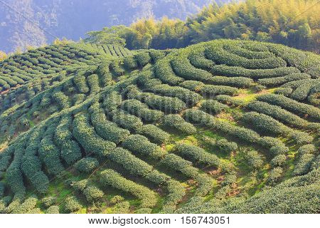 Beautiful landscape of tea plantations and moso bamboo forest in a sunny day