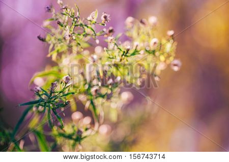 Beautiful fairy pink white small flowers on colorful dreamy magic green blue purple blurry background soft selective focus macro closeup nature shot morning sun light copyspace for text