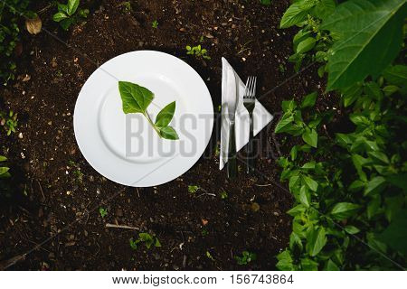 White plate with green leaf. Food from the garden.