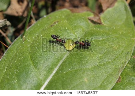 Ant / Two ant drinking from a dew drop.