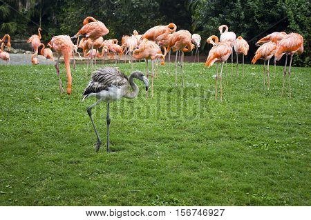 pink and gray flamingo on a green grass