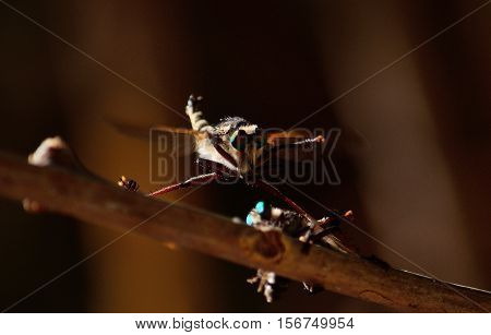 Courtship ritual of robber flies, in full flight