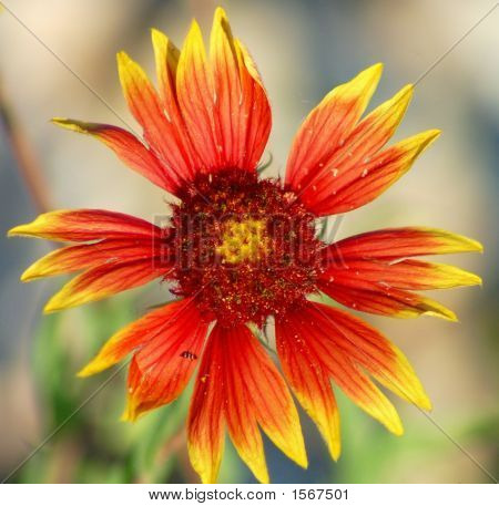 Wildflower