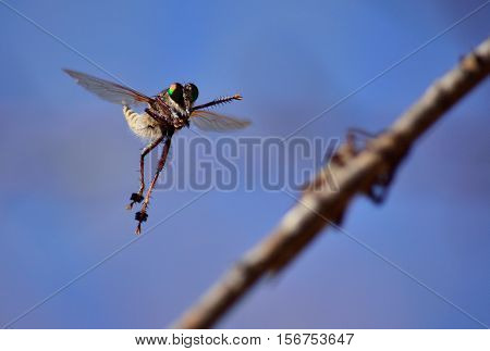 Courtship ritual of robber flies, in full flight