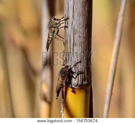Courtship ritual of robber flies, on cane stalk