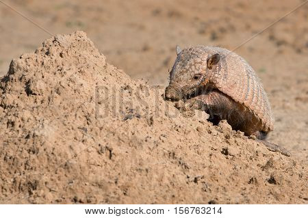 Six-Banded Armadillo (Euphractus Sexcinctus) digging for insects