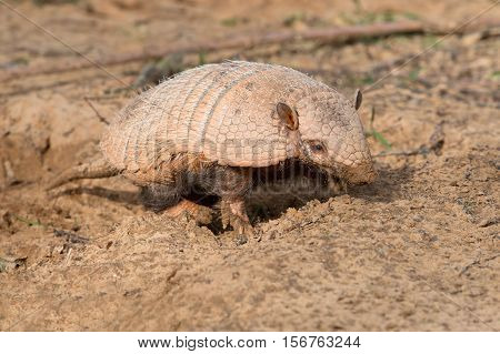 Six-Banded Armadillo (Euphractus Sexcinctus) digging for insects