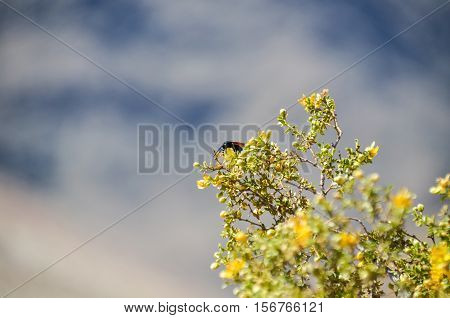 Desert beetle fly with large stinger on Larrea tridentata chaparral tree
