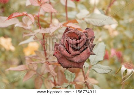 Dry Deep red rose in autumn garden. Lonely rose flower dying in fall, a lot of space for text. Selective focus. Vintage color. Wilted roses in autumn garden. Red roses is dying blooming season is over