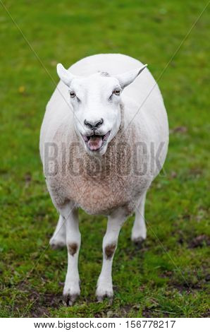 Happy sheep lamb calling her young green grass pasture