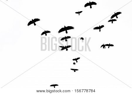 rooks flock flying through the sky, black birds, opened wing silhouettes