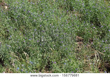 Sweet pea Lathyrus sativus flowers and plants in a field in Africa.