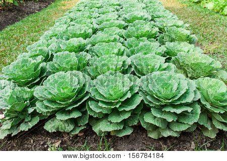 green cabbages in the cabbages field , Healthy Food