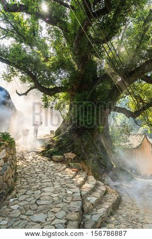 big banyan tree in Chinese village.zhejiang china