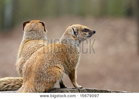 Cynictis-Penicillata - keltainen Mangusti