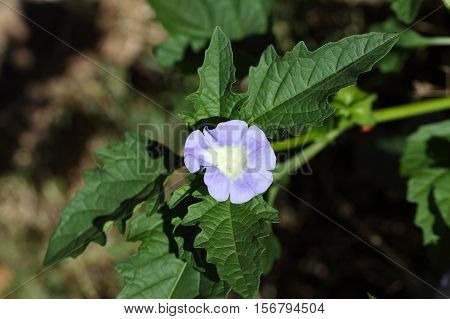 Flower of an Apple of Peru plant Nicandra physalodes.