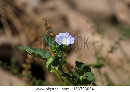 Flower of an Apple of Peru plant Nicandra physalodes.