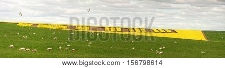 Patterns of canola in a field in Central West NSW. A plain flies above for an aerial view. Captured from2-3000 metres distance with still good detail although you cant see individual flowers from this lens length and distance but you can clearly see the v