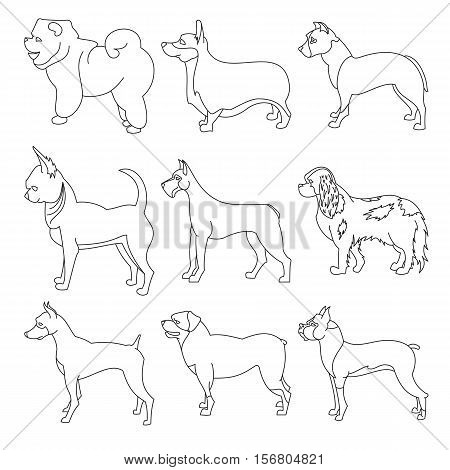 Set of purebred dogs in linear style. Boxer and chihuahua, corgi and doberman, vector illustration