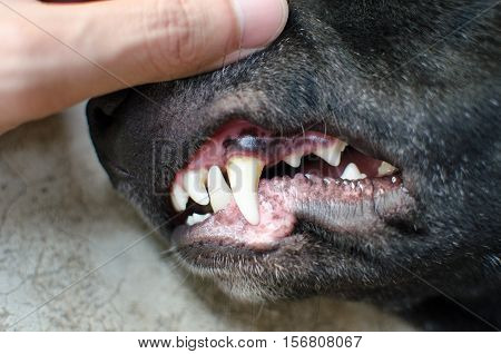 angry black dog fangs dog fight, dog attack
