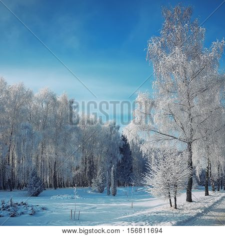 Snow-covered trees in the city park. Snowfrost on the branches