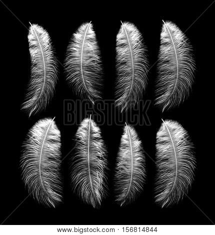 White feathers on a black background