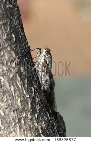 Cicada / Insects living in the southern countries