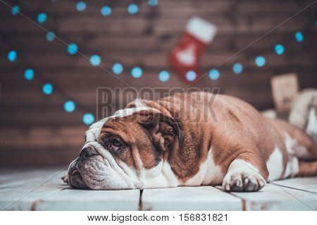 English bulldog with gifts uner xmas tree
