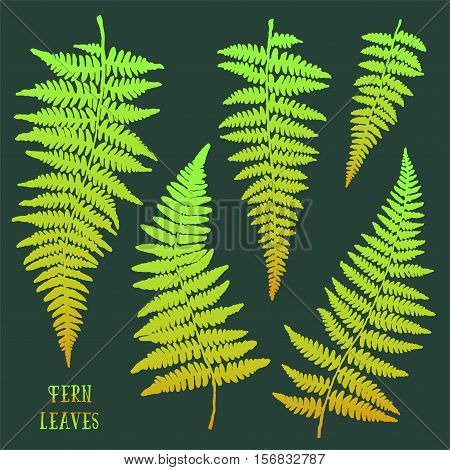 Fresh green hand drawn fern leaves silhouettes isolated on dark background. Vector iilustration