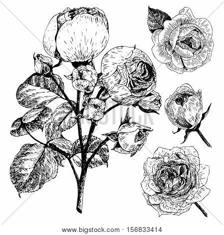 Vector hand drawn illustration of English roses. Vintage engraved style. Botanical monocrome floral art. Use for wedding decor greeting card birthday Valentine international woman day.