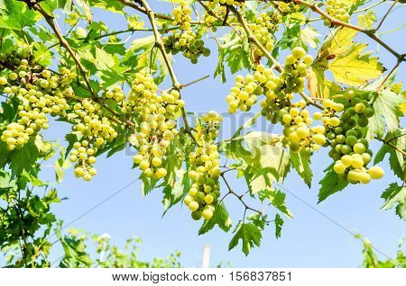 Unripe Grape Bunches