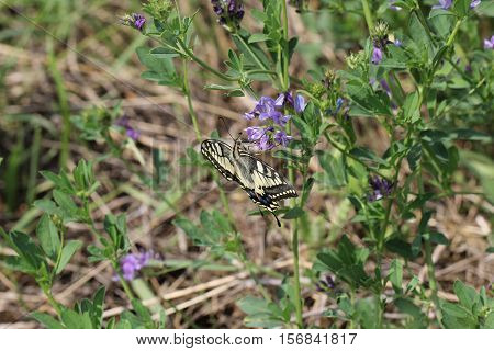 Butterfly / The butterfly sits on a plant