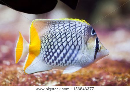 Pearlscale butterflyfish (Chaetodon xanthurus), also known as the Philippines chevron butterflyfish. 