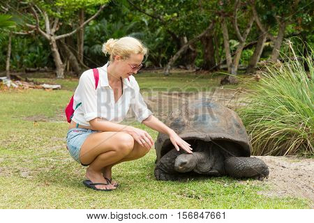 Female tourist woman caressing and admiring big old Aldabra giant tortoises, Aldabrachelys gigantea, in National Marine Park on Curieuse island, close to Praslin on Seychelles.