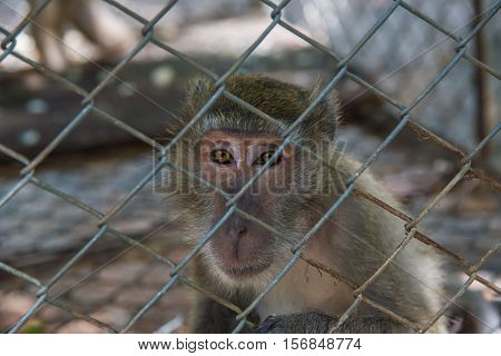 Monley in the cage,Pig - tailed Magaque (Macaca nemestrina) in the cage