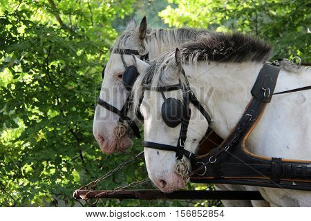 Pets / Horse with blinders on the eyes