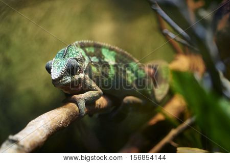 Green chameleon on the tree in the Philadelphia Zoo