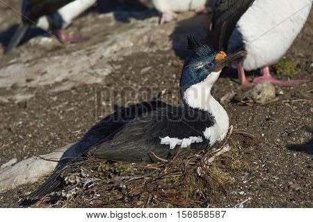 Imperial Shag (Phalacrocorax atriceps albiventer) sitting on its nest on Saunders Island in the Falkland Islands
