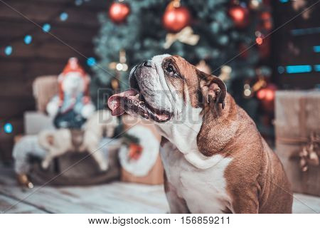 English bulldog with gifts uner xmas tree