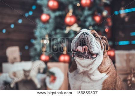 English bulldog with gifts uner xmas tree