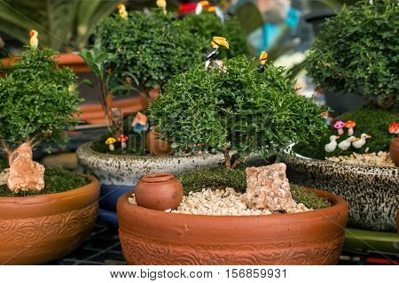 Murraya paniculata plant tree in pot  on garden