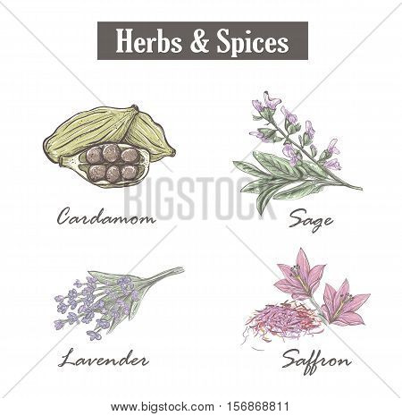 Skech spice and herbs. Set. Vector illustration.