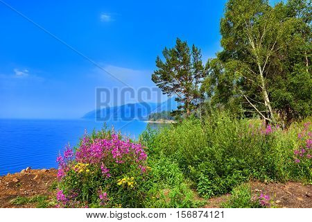Willow herb ( Chamerion angustifolium ) flowers on shore of Lake Baikal. Eastern Siberia. Russia
