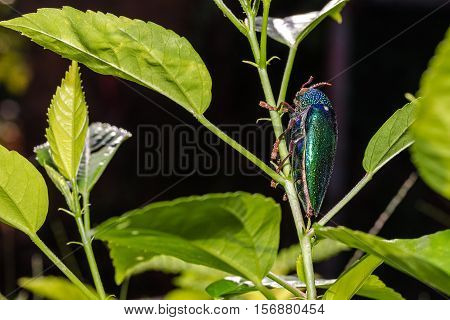 Jewel Beetle (sternocera Ruficornis)