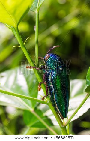 Jewel Beetle (sternocera Ruficornis)