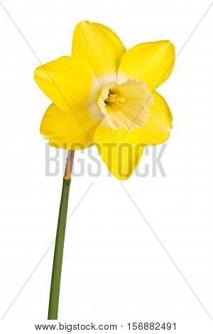 Single flower and stem of the reverse-bicolor daffodil cultivar Lemon Brook isolated against a white background