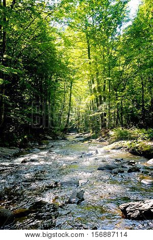 A cold mountain stream in the forest.