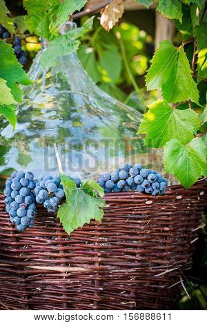 Grapes, Demijohn And Wicker Baskets On Old Wooden Table