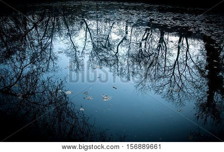 A beautiful reflection of the forest in the mountain lake
